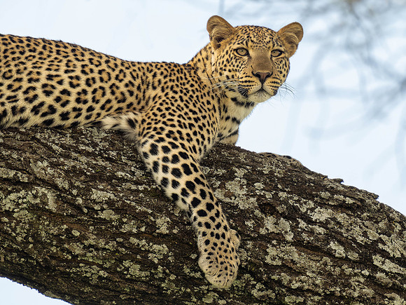Leopard
