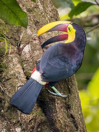 Yellow Throated Toucan