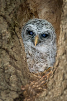 Barred Owlet in Nest