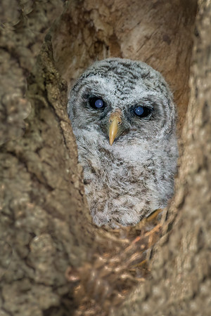 Barred Owlet in Nest