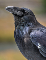 Raven