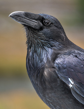 Raven