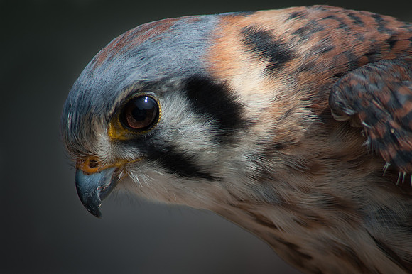 American Kestral