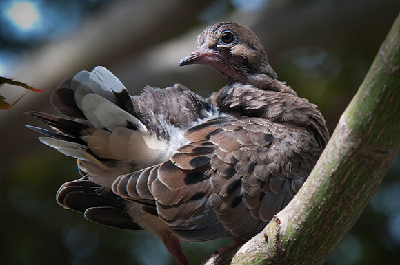 Preening Fledgling Dove