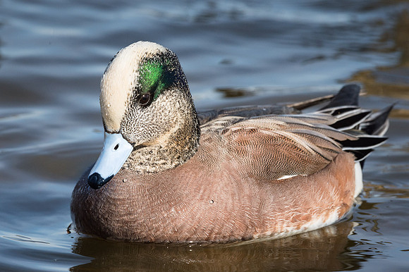 American Wigeon Drake