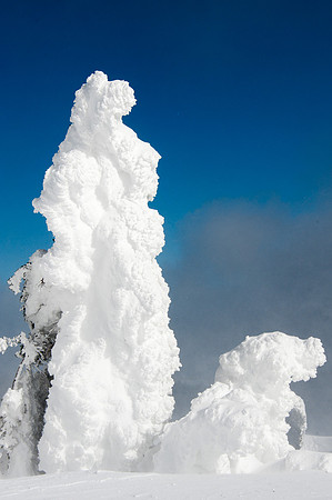 Ghost Trees