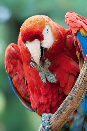 Scarlet Macaw