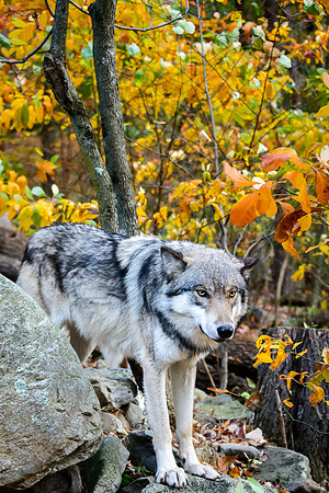 Timber Wolf with Fall Colors