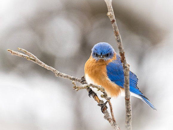 Eastern Bluebird in the Snow