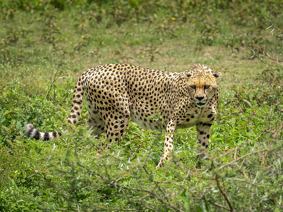 Cheetah