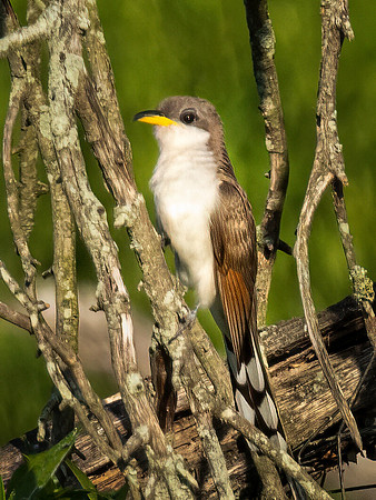 Yellow-Billed Cuckoo