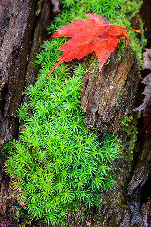 Moss with Red Leaf
