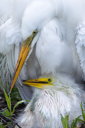 Great Egret & Chick