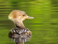 Hooded Merganser Female
