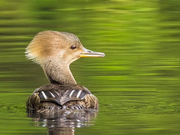 Hooded Merganser Female