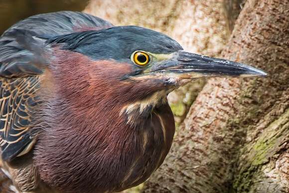 Green Heron