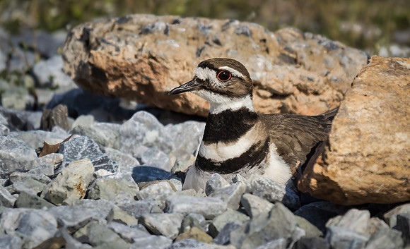 Killdeer Nesting
