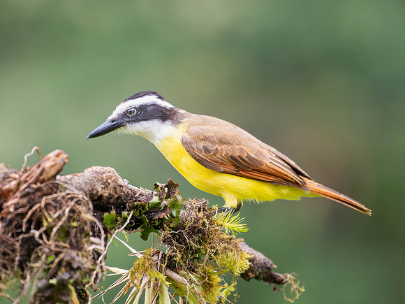 Great Kiskadee