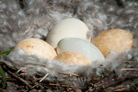 Goose Nest