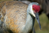 Sandhill Crane Portrait