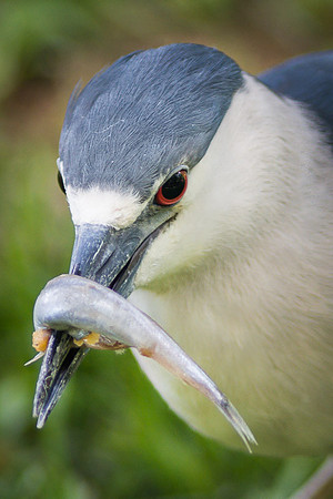 Night Heron with Fish