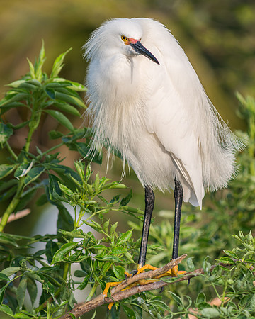 Snowy Egret