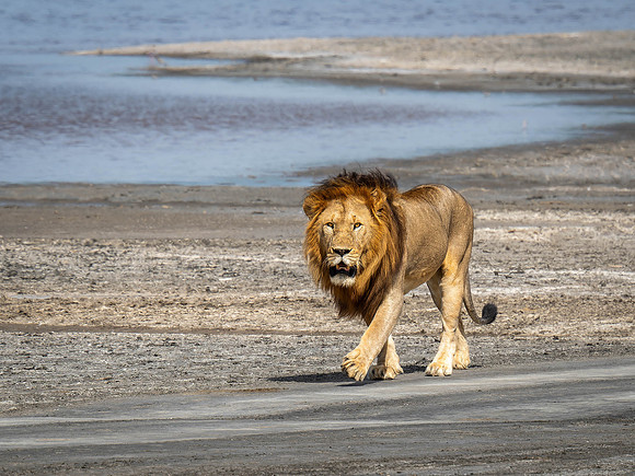 Male Lion