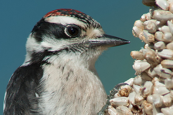 Downy Woodpecker, Juvenile