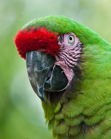 Military Macaw 2
