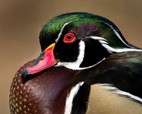 Wood Duck Drake