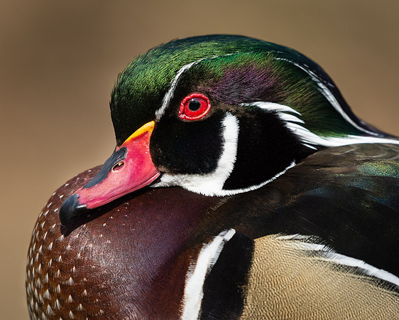 Wood Duck Drake
