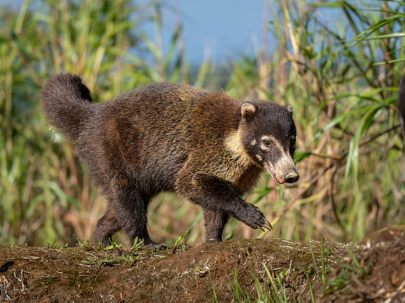 Coati