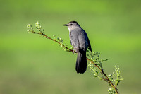 Black Capped Catbird