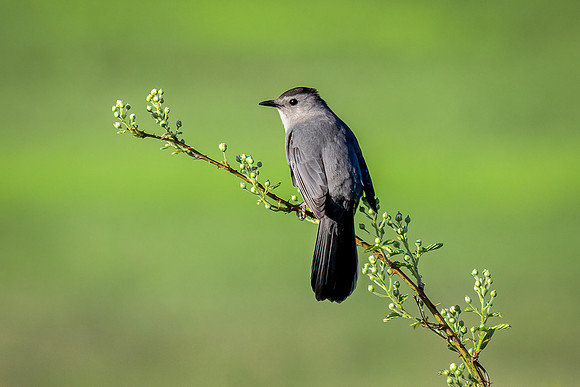 Black Capped Catbird
