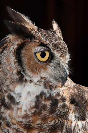 Great Horned Owl