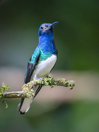 White-Necked Jacobin