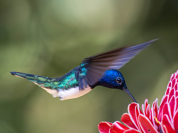 White-Necked Jacobin