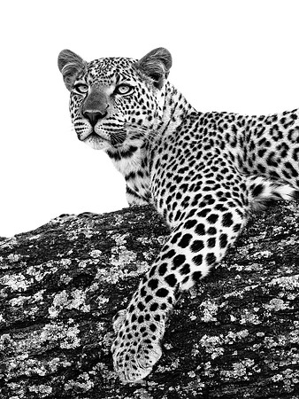 Leopard, Black & White