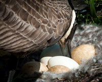 Turning Her Eggs
