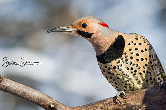 Northern Flicker