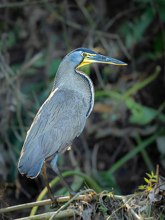 Bare-throated Tiger Heron