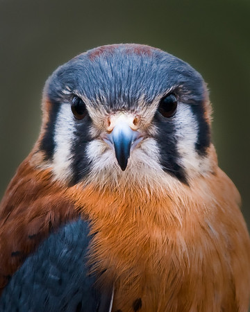 Kestral Falcon Portrait