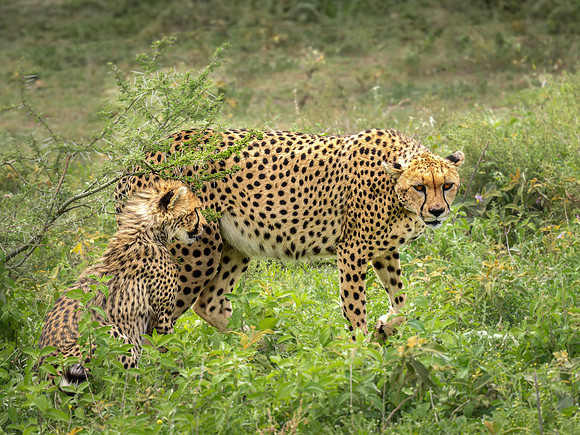 Cheetah with a cub