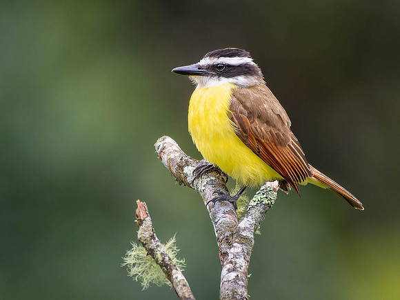 Great Kiskadee