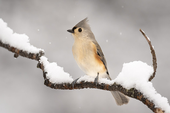 Tufted Titmouse
