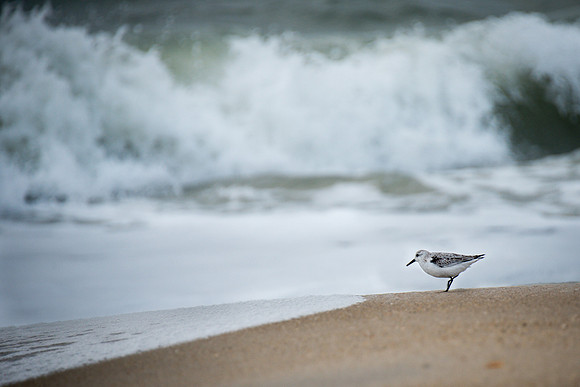 Sanderling on the Beach