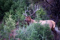 Bull Elk