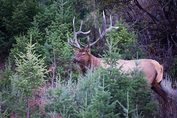Bull Elk