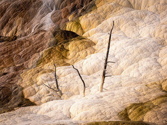 Travertine at Mammoth Hot Springs