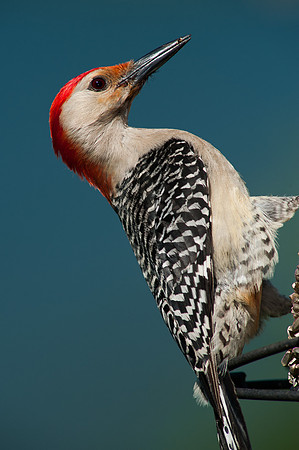 Red-Bellied Woodpecker